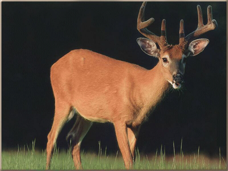 wtailbucksummer.jpg (149404 bytes)